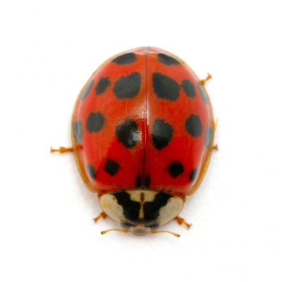 ladybug
