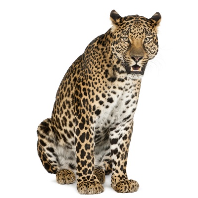 leopard