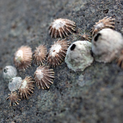 limpet