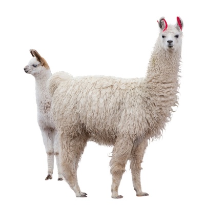 llama