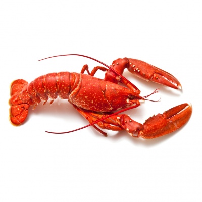 lobster