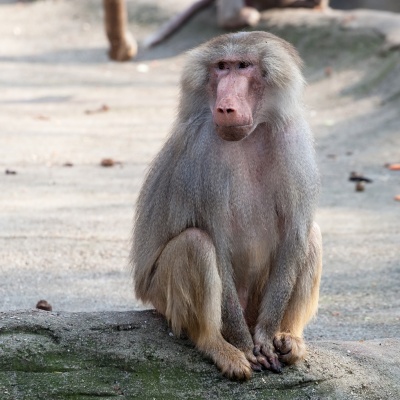 baboon