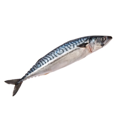 mackerel