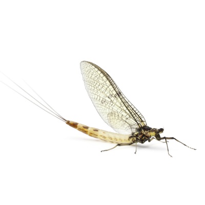 mayfly