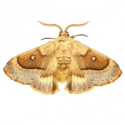 moth