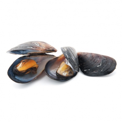 mussel