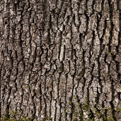 bark