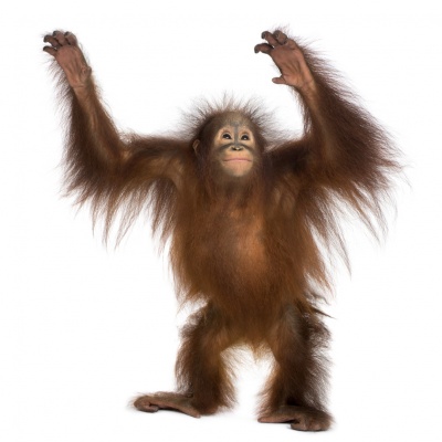 orangutan