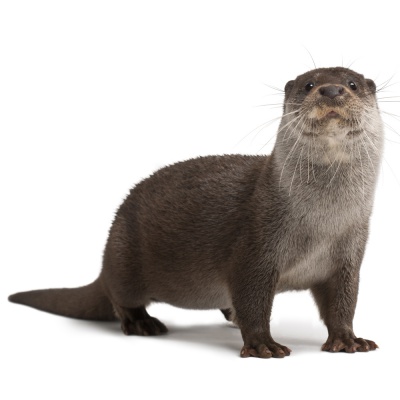 otter