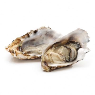 oyster