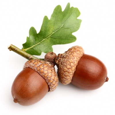 acorn