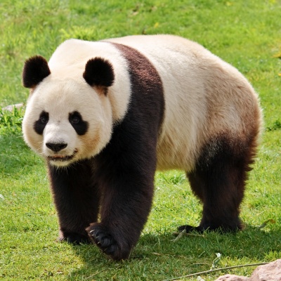 panda