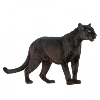 panther