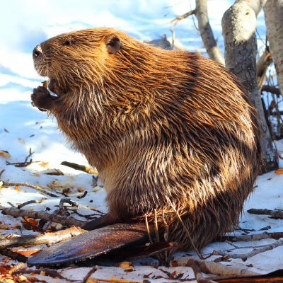 beaver