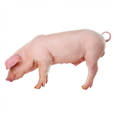 pig