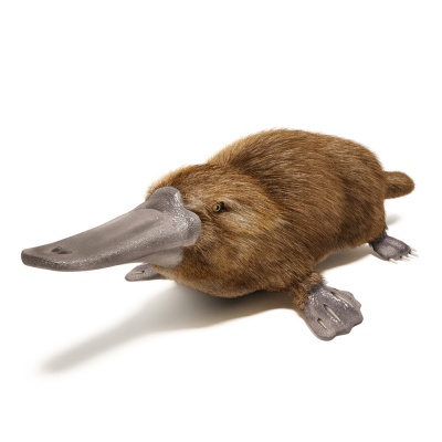 platypus
