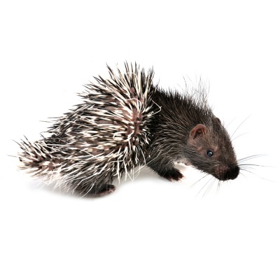 porcupine