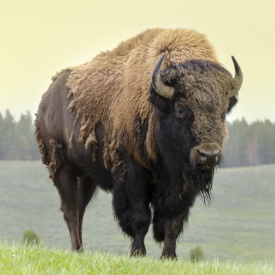 bison