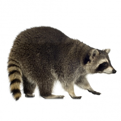 raccoon