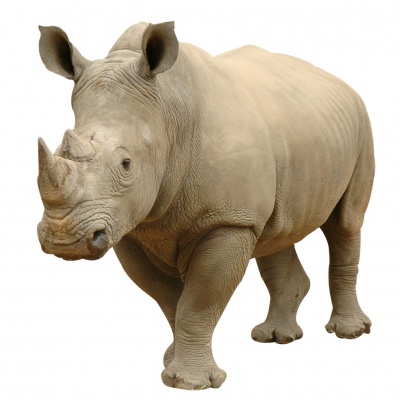 rhinoceros