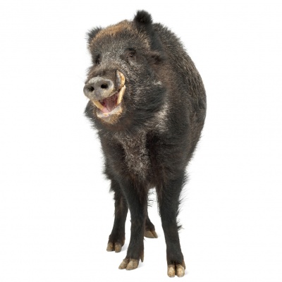 boar