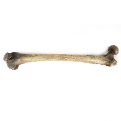 bone
