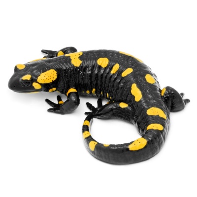 salamander