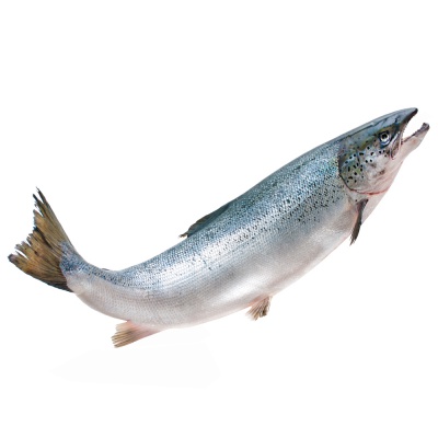salmon
