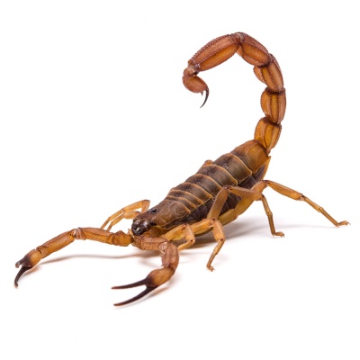 scorpion