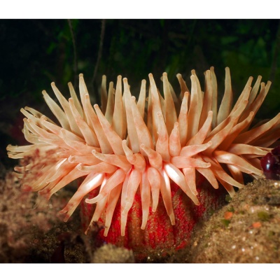 sea anemone