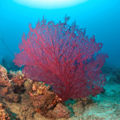 sea fan