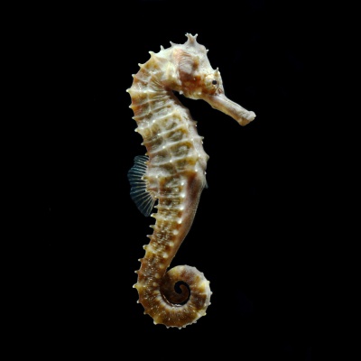sea horse