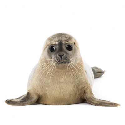 seal