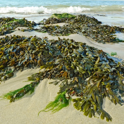 seaweed