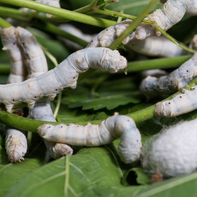 silkworm
