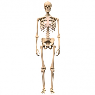 skeleton
