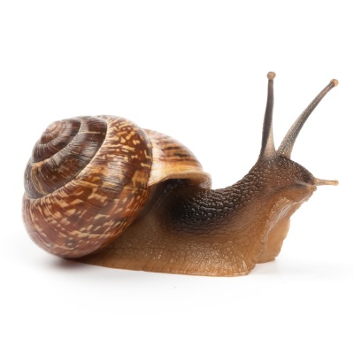 snail