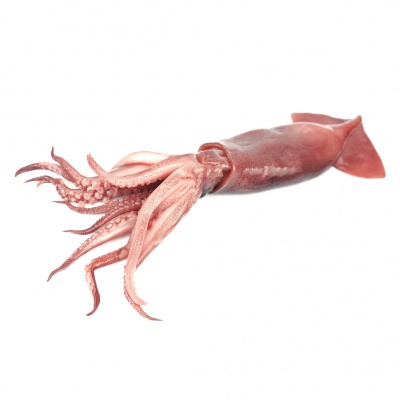 squid