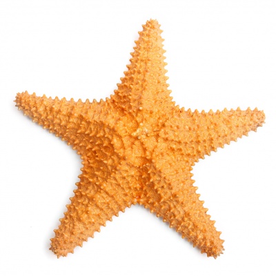 starfish