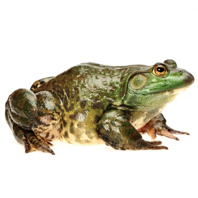 bullfrog