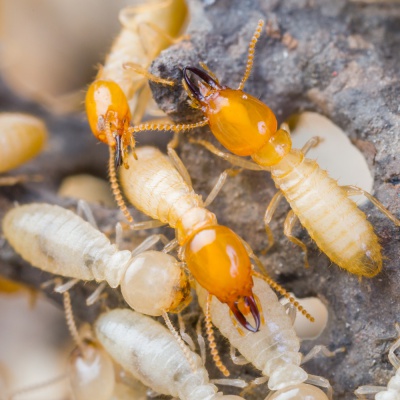 termite