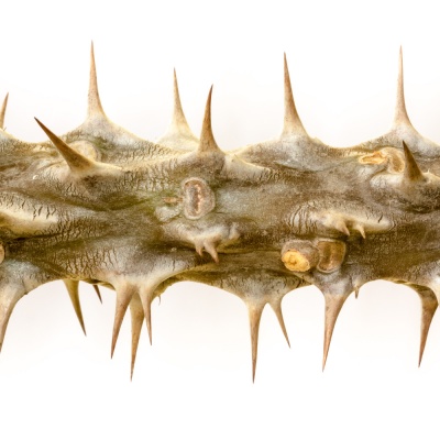thorn
