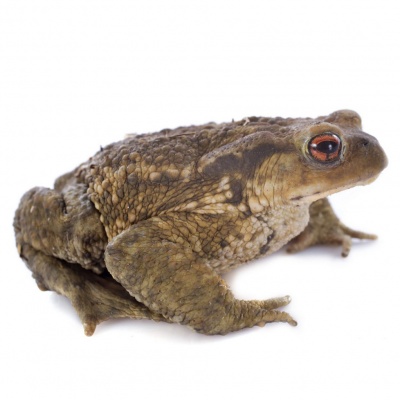 toad