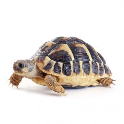 tortoise