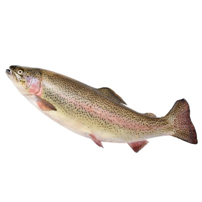 trout