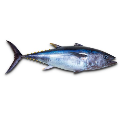 tuna