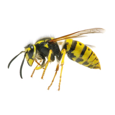 wasp