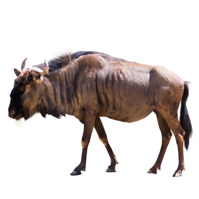 wildebeest