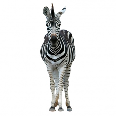 zebra