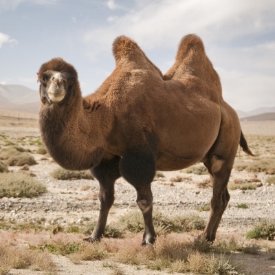 camel